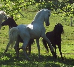 Kaspisch paard 2.jpg
