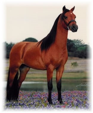 kaspisch paard.jpg
